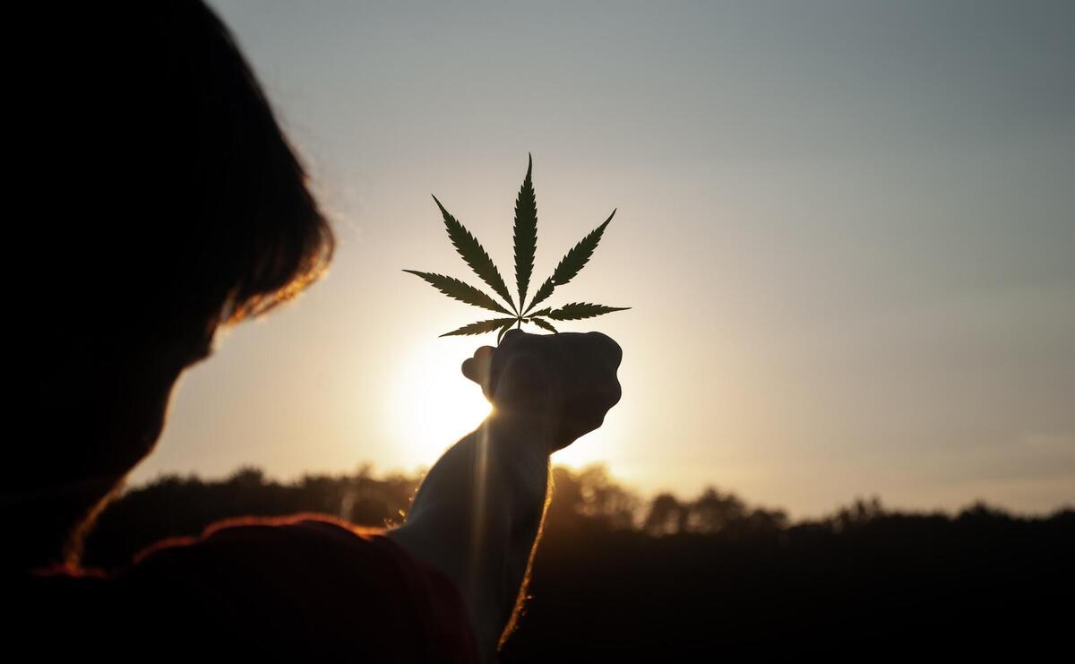 A person is holding a weed leaf in the sun.