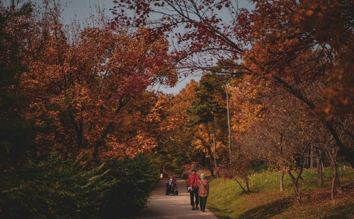 People walking on pathway between trees during daytime.