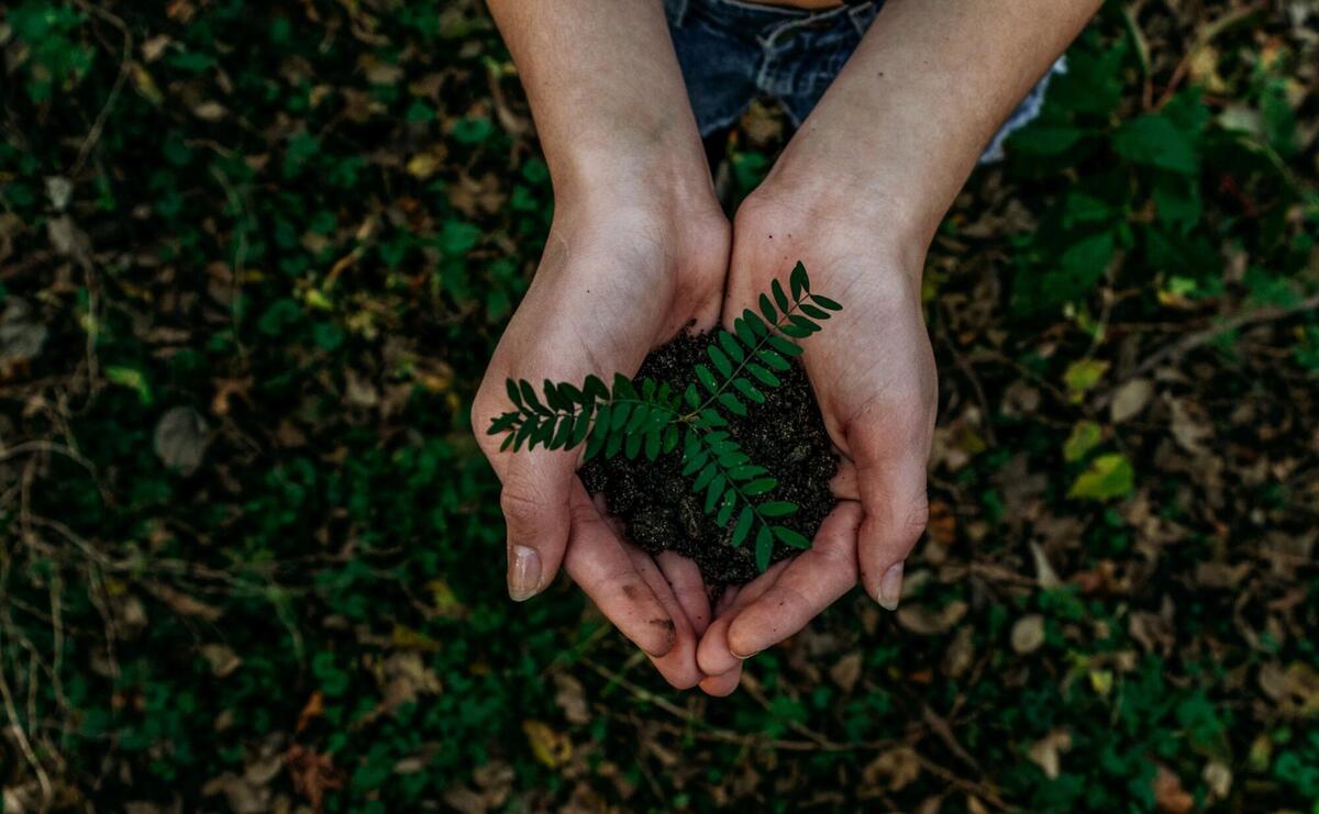 A person is holding a plant in her palms.