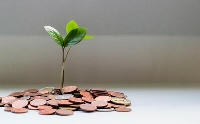 Green plant on table, growing from coins.